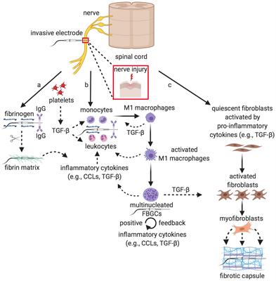 Biomedical and Tissue Engineering Strategies to Control Foreign Body Reaction to Invasive Neural Electrodes